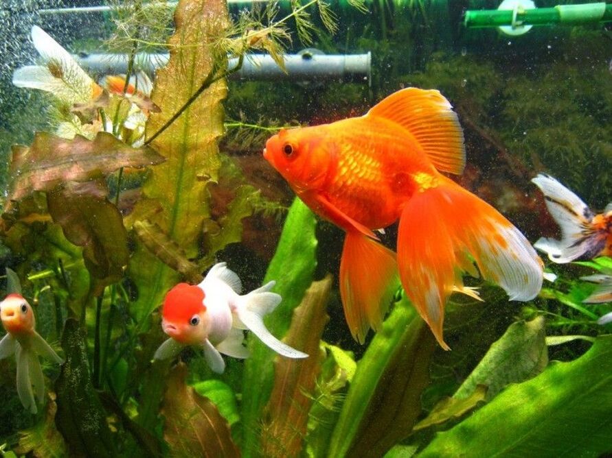 acuario de dinero con peces de colores